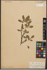 Foto von Salix reticulata L.